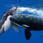 Online Geld verdienen schwertwahl vs Haifisch